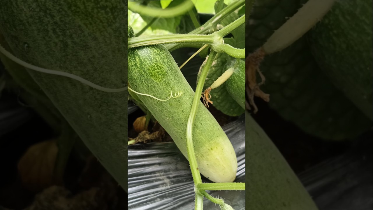 VNR Krish F1 cucumber 🥒 seeds
