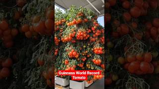 1,269 Tomatoes on ONE Stem 😳🍅 Guinness World Record!