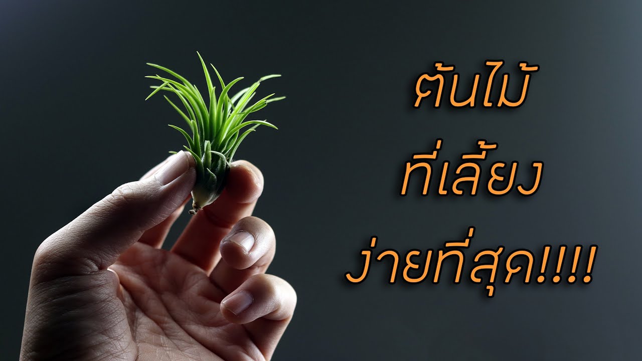 ต้นไม้ที่เลี้ยงง่ายที่สุด ทิลแลนเซีย สับปะรดอากาศ  | [ #tillandsia , #สับปะรดอากาศ ] QuaranTrees