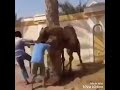 Camel grabs guy by head and throws him | Weird Camel Video 😂