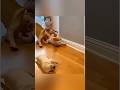 Mom dog steps in immediately #protective #puppy #shorts