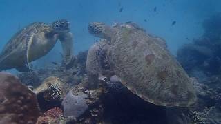 Notdunroamin: turtle fight at Siaba Besar, Komodo NP