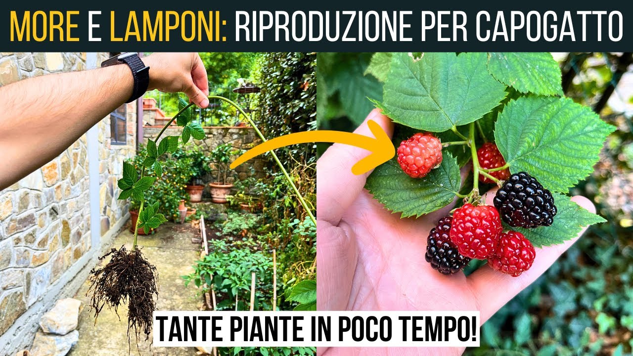 PROPAGAZIONE FACILE di MORE e LAMPONI 🍇 Il Metodo Capogatto 🌱