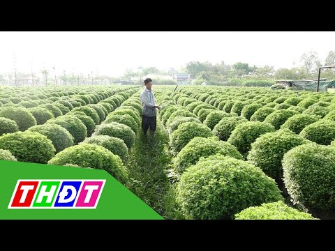 Video Người trồng hoa ở Đồng Tháp ứng phó thời tiết đảm bảo... - youtube