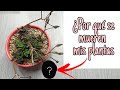 ¿Por que se mueren las plantas en casa?