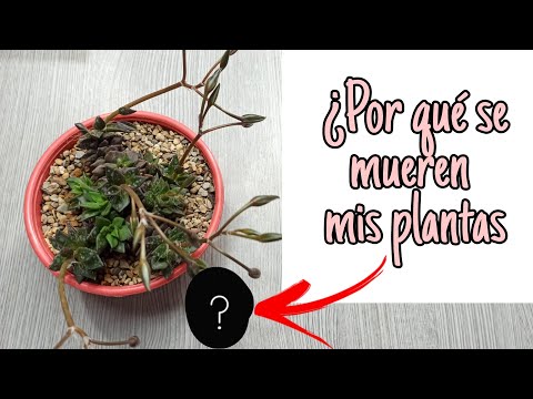 Video: Por Que Mueren Las Plántulas