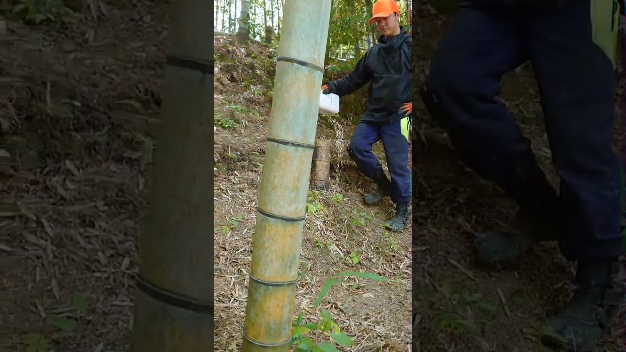 竹林への栄養補給 施肥 せひ でタケノコの育成 阿波たけのこ農園 筍姫の里