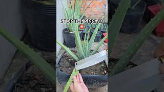 STOP THE SPREAD ON THIS ALOE 🚨