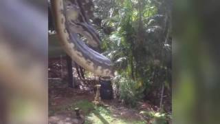 Two huge pythons thrash outside womans dining room window but are they fighting or courting