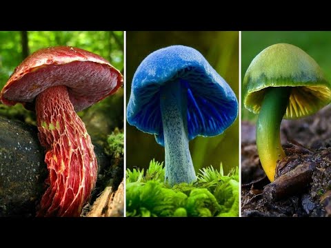 Vídeo: Cogumelos incomuns: fotos e nomes