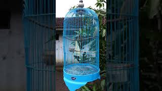 Download Lagu baby blactroath suara pedes MP3