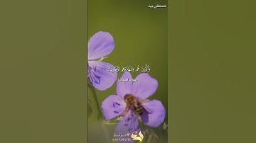 آيات بينات بصوت القارئ مصطفى جيد