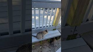 Cute cat on the Myrtle Beach boardwalk! #myrtlebeach #cat #cuteanimals
Adorable cat on the Myrtle Beach boardwalk in Myrtle Beach, South Carolina. We think this is the cat everyone calls Mama and yes she has been neutered & is fed.
🔔 Subscribe for more Myrtle Beach videos: https://www.youtube.com/CarmenandBrian?sub_confirmation=1
Watch next:
ULTIMATE MYRTLE BEACH TRAVEL GUIDE! https://youtu.be/YvP2YBPDa3I
BEST THINGS TO DO IN MYRTLE BEACH: https://www.youtube.com/playlist?list=PLX-M6xaJhefw4TG9QXPm3IHTqxiIaDyDq
MYRTLE BEACH HOTELS & RESORTS! https://youtube.com/playlist?list=PLX-M6xaJhefymtb5mvTZEPYJOCBI8F6BA
MYRTLE BEACH VACATION PLANNING TIPS! https://www.youtube.com/playlist?list=PLX-M6xaJhefxs_hyLs86NE_y8ti5r7Dds
MYRTLE BEACH WEATHER! https://www.youtube.com/playlist?list=PLX-M6xaJhefyPqXeIAh7LBp_JrolnvTr2
MYRTLE BEACH RESTAURANT REVIEWS! https://www.youtube.com/playlist?list=PLX-M6xaJhefw-IhGru93faQytguIY6kyZ
MYRTLE BEACH SHOPPPING: https://www.youtube.com/playlist?list=PLX-M6xaJhefzKfxd2lOC-Bo_Cr12GVKjn
MYRTLE BEACH SKYWHEEL! https://youtu.be/0VQp35L0p4Y
Lets connect!
Twitter: @CarmenandBrian
Instagram: https://www.instagram.com/CarmenandBrian
Facebook: https://www.facebook.com/CarmenandBrian
Disclaimer:
We are in no way affiliated with any companies mentioned. This is not a sponsored video. The opinions, reviews, and suggestions on this video are our own personal views and experiences. This video is not intended to replace your own research, nor to provide legal advice of any kind. For legal advice consult a lawyer. Bicycle at your own risk.
#myrtlebeach #myrtlebeachsc #myrtlebeachsouthcarolina Cute cat on the Myrtle Beach boardwalk! #myrtlebeach #cat #cuteanimals
