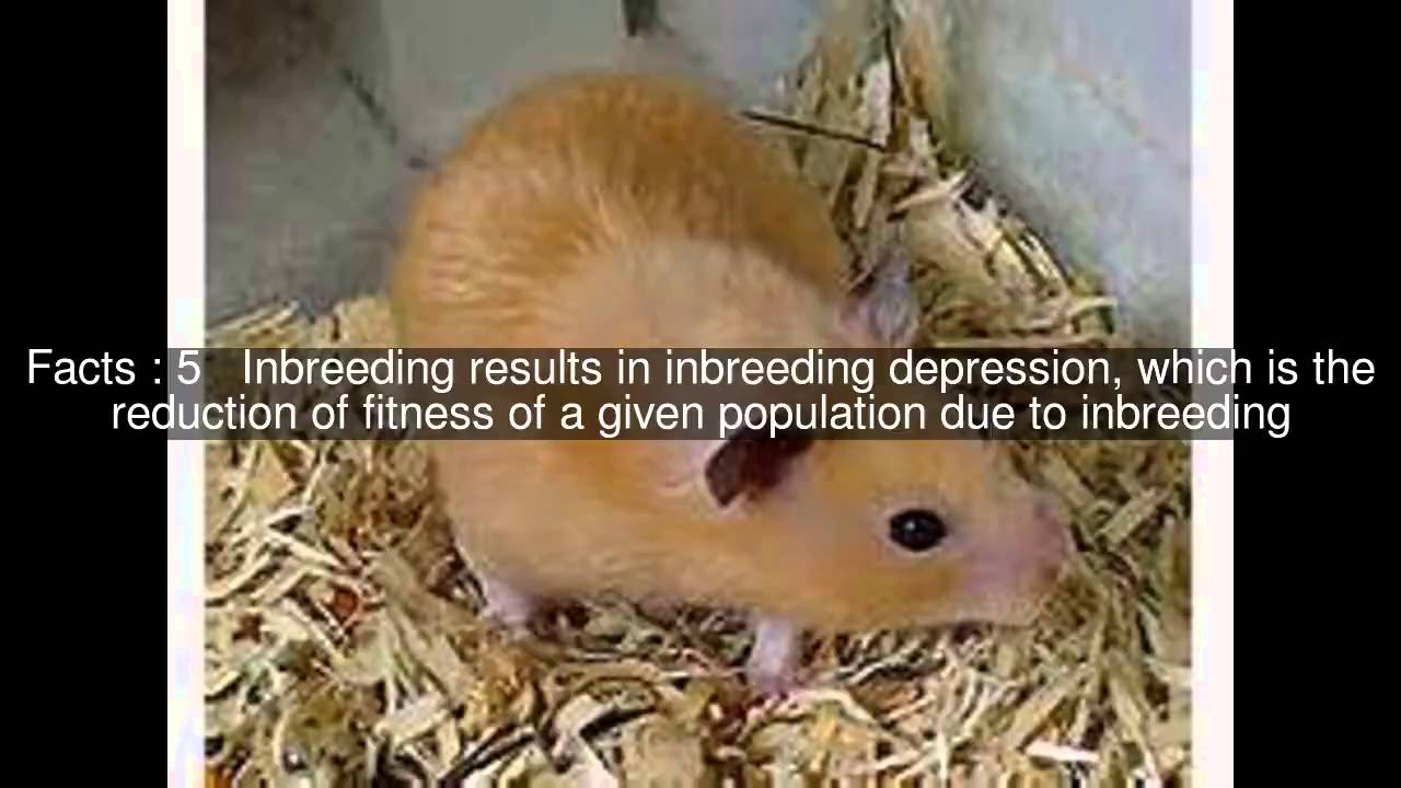 Inbreeding avoidance Top #10 Facts - YouTube