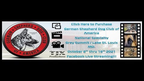 Maturity Bitches GSDCA National Specialty 10 13 2021