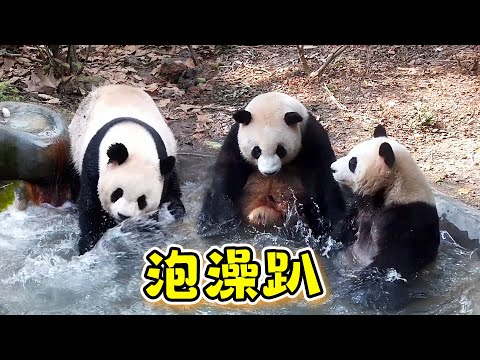 《熊貓主題趴》大熊貓泡澡行為實錄 | iPanda熊貓頻道