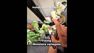 Fixing Monstera deliciosa Variegata 🪴.Nobody gonna knows 🤫 #plantcare #PlantTips #PlantProblems
