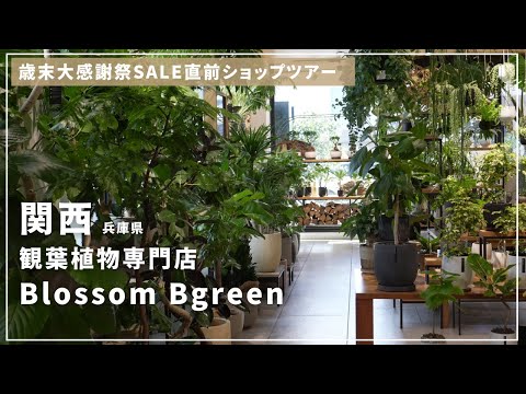 感恩节に贈る植物ギフト選びのコツ10選
