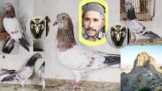 Chak 79 Walay Kabooter Haroon Fislabad