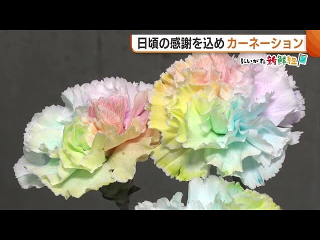 カーネーションさん専用 mqdefault.jpg