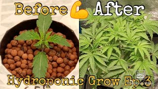 Hydroponic Weed Grow Ep.3 (Late Vegetation)