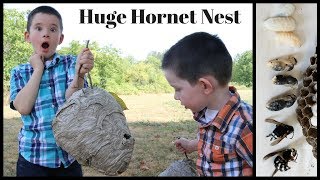 Inside A Huge Bald Faced Hornet & Yellowjacket Nest. Mousetrap Monday