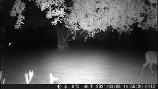 20210511 two deer night1 trail cam