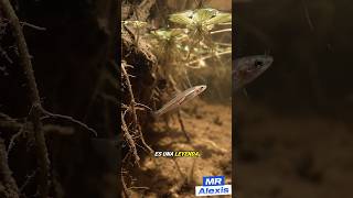 El Candirú: El Pez Más Temido del Amazonas ⚠️