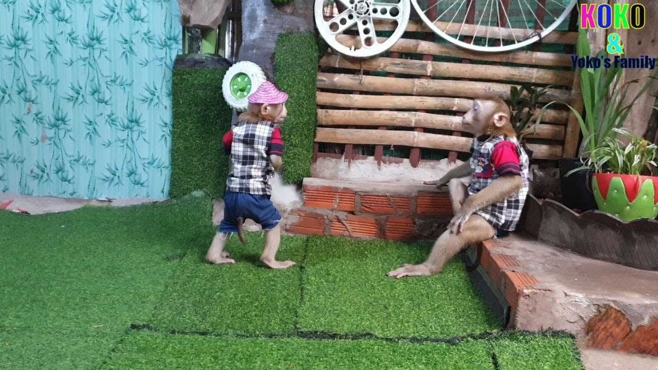 Most Cutest B.B Monkey Yoko Smart Yoko Playing Be Careful With Brother Koko YouTube