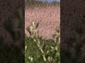 El fantasma de la marisma. El aguilucho lagunero 4K.🌳🌲🦅 #birds #life #nature