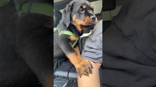Kitcat enjoying a trip #rottweiler #pawsn #pawsn #babyrottweiler