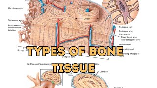 Nursing Types Of Bone Tissue