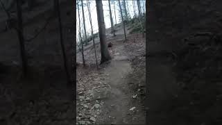 Gurska trasa