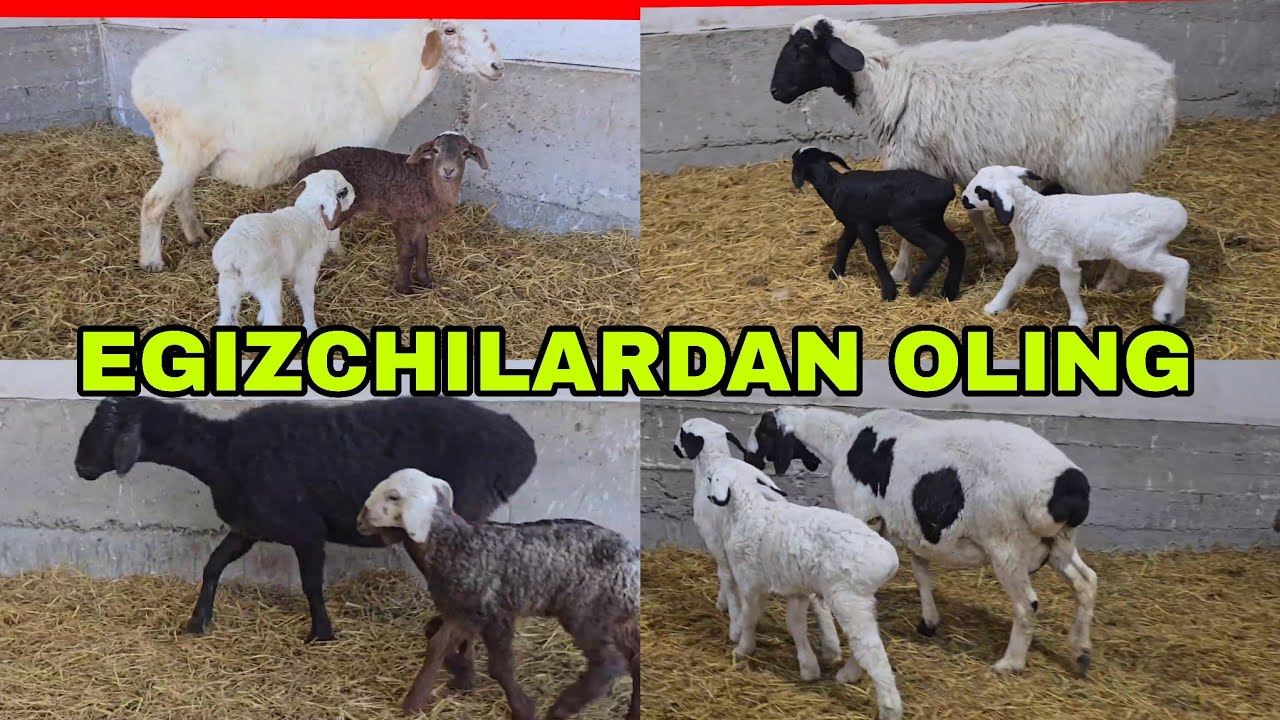 Bugun yana egizchi qo'ylardan kutganlar uchun maxsus 25-fevral, 2026