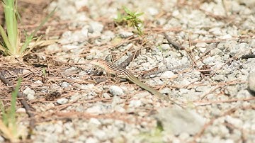 Rainbow Whiptail (Cnemidophorus lemniscatus) waving in Miami, Fl