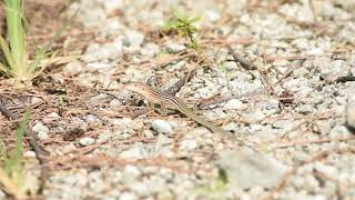 Rainbow Whiptail (Cnemidophorus lemniscatus) waving in Miami, Fl