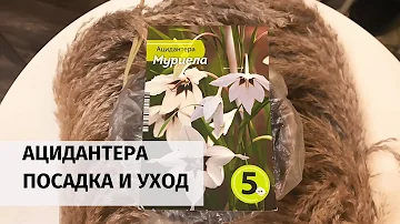 АЦИДАНТЕРА. ПОСАДКА И УХОД.