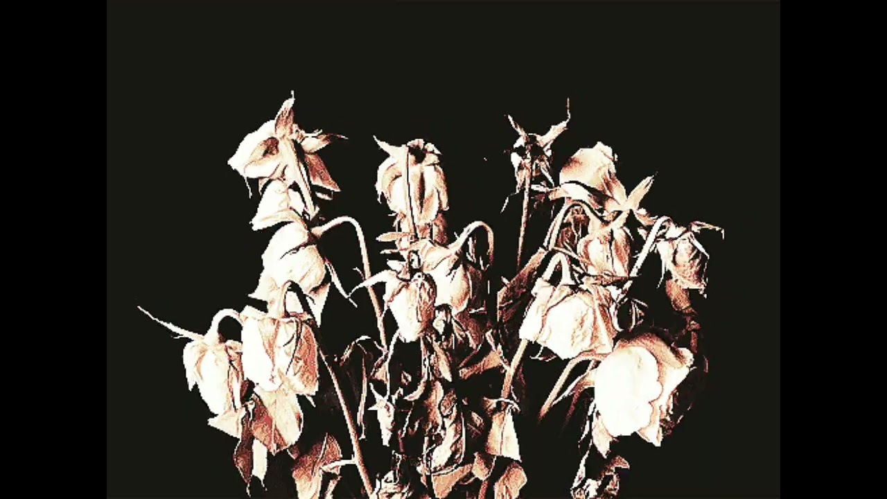 Rant About The {Bella The Wolf Situation} because it got WORSE