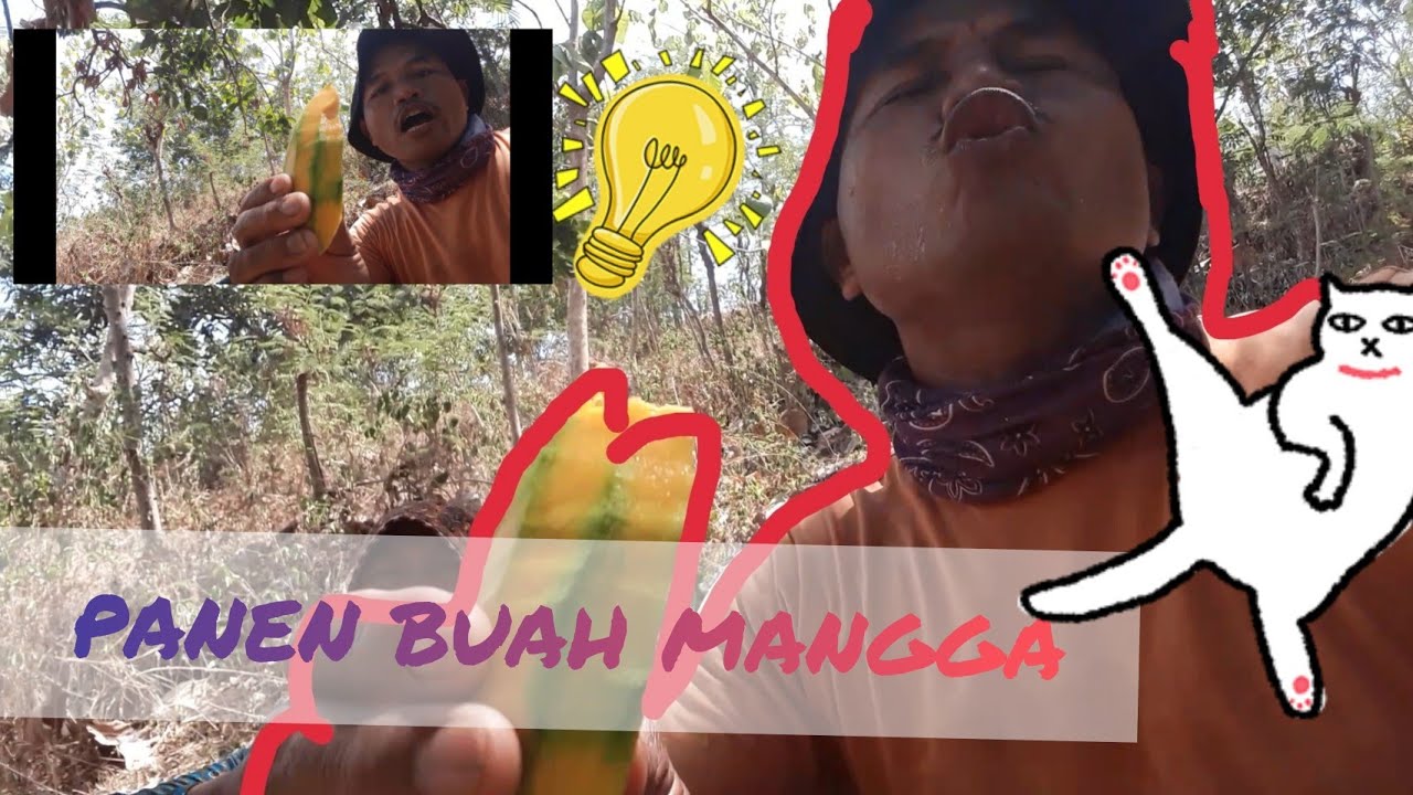 Desa manggar...panen buah mangga