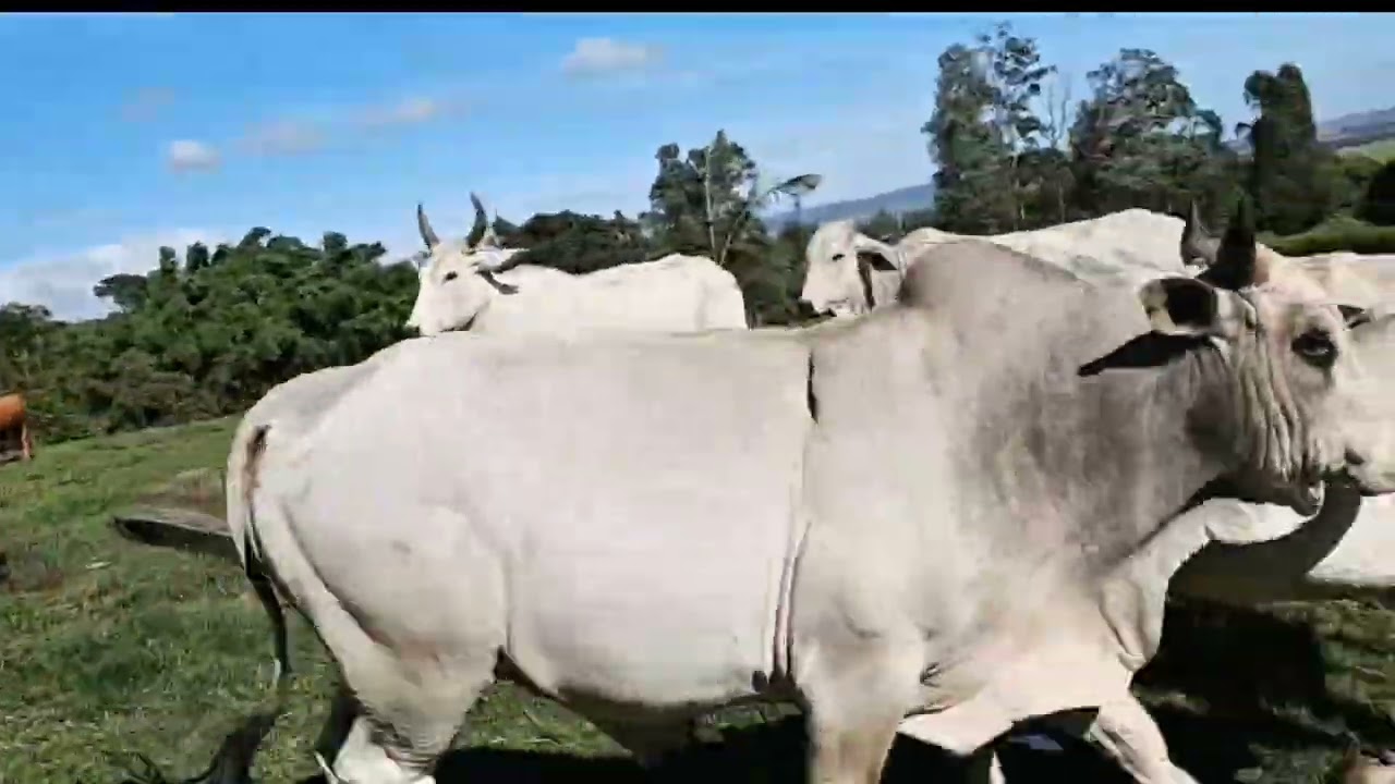 @CidinhaBoiadeira Pescaria Raiz e troca do gado de pasto #agro #sitio #fazenda #viral #pesca