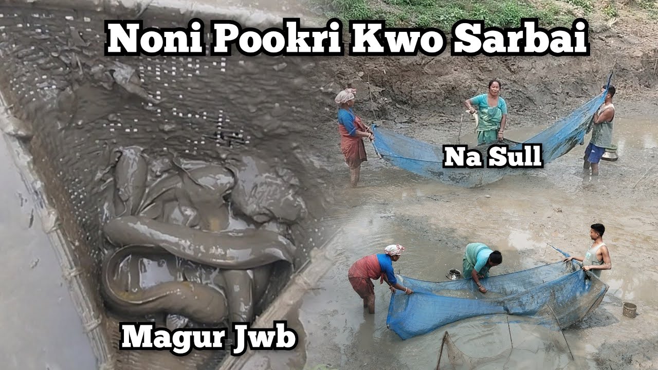 Noni Pookri Kwo Sarbai || Magur Jwb Arw Na Sull...