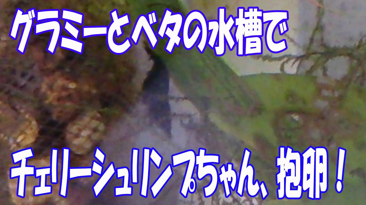 ゴールデンハニードワーフグラミー 18 チェリーシュリンプちゃん Youtube