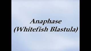 Mitosis Whitefish Blastula - Anaphase