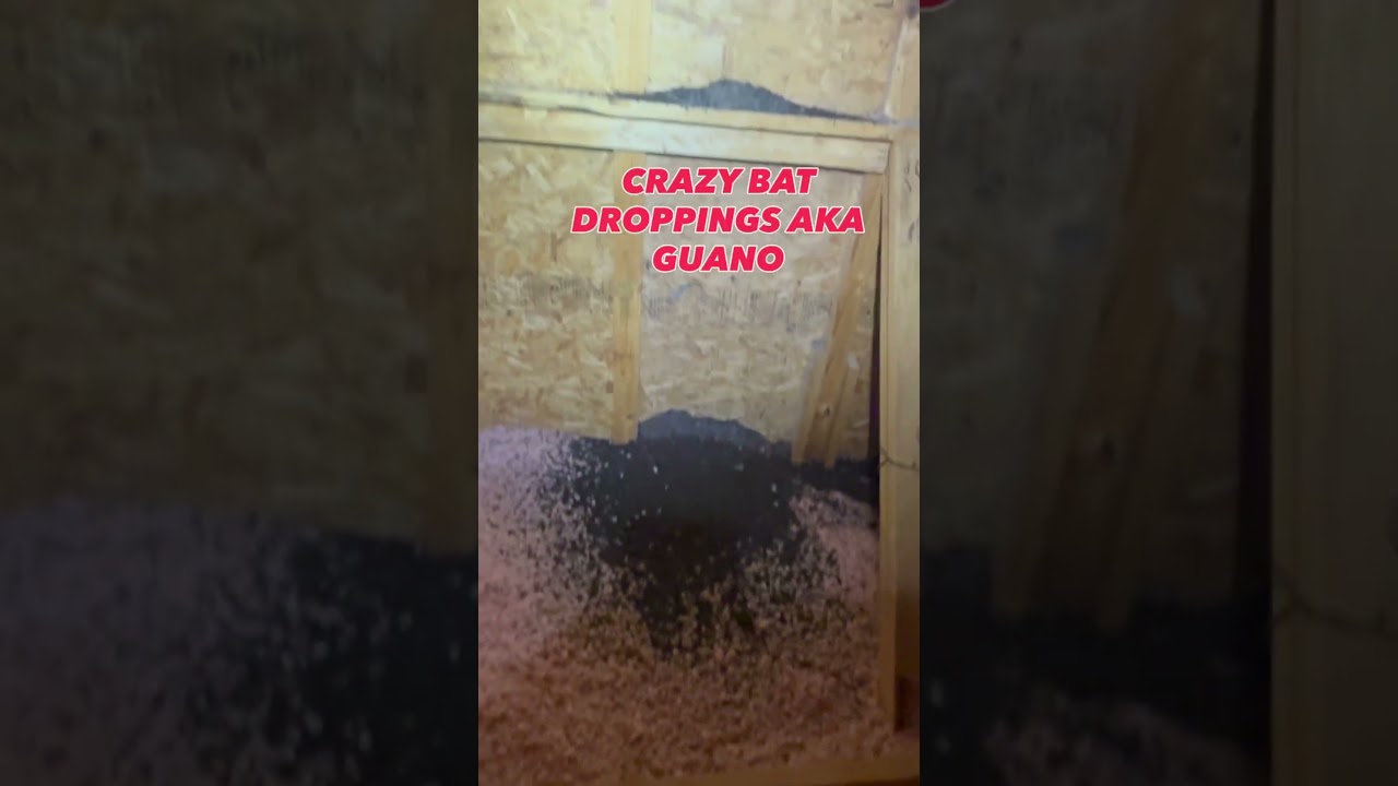 Bat Guano in Attics: The Hidden Toxic Danger