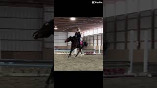 This Is Our Second Time Ever Doing Bridleless Flying Changes Check Pinned