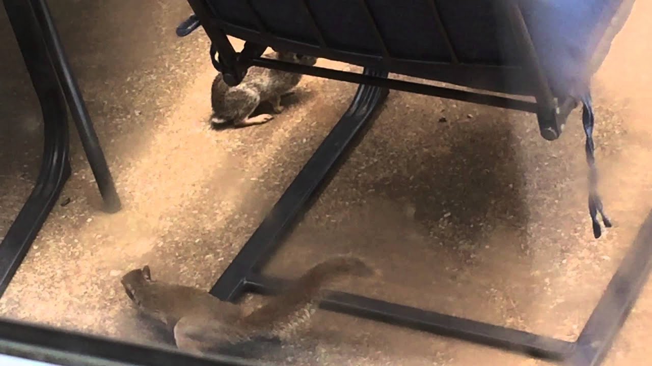 squirrel chasing rabbit in my backyard - YouTube