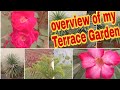 7,Overview of my Terrace Garden ( plants with names)