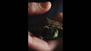 Little River Turtle