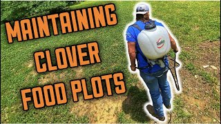 Clover Food Plot Maintenance | Spraying Clover With Clethodim for Grass Control