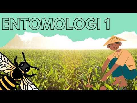 Video: Dalam arthropoda subfilum chelicerata tagmata ialah?